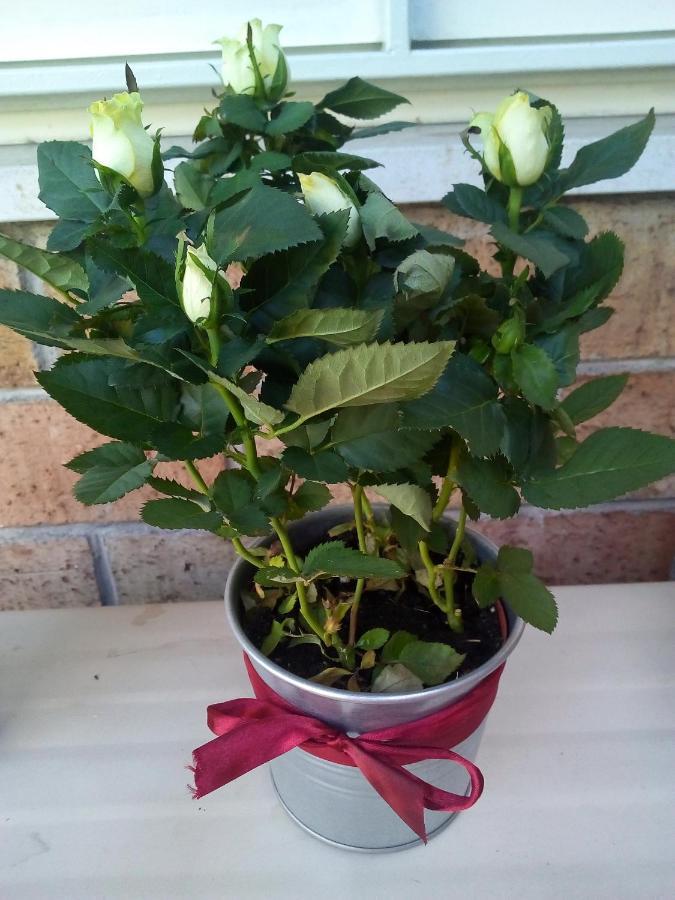 טרקסטאני Le Rose Dell'Etna - Intero Appartamento מראה חיצוני תמונה